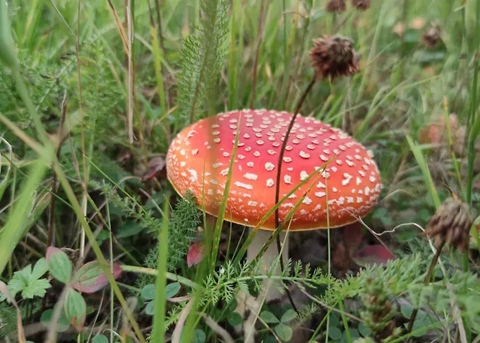 Oksfjordhjem * Mettevoll